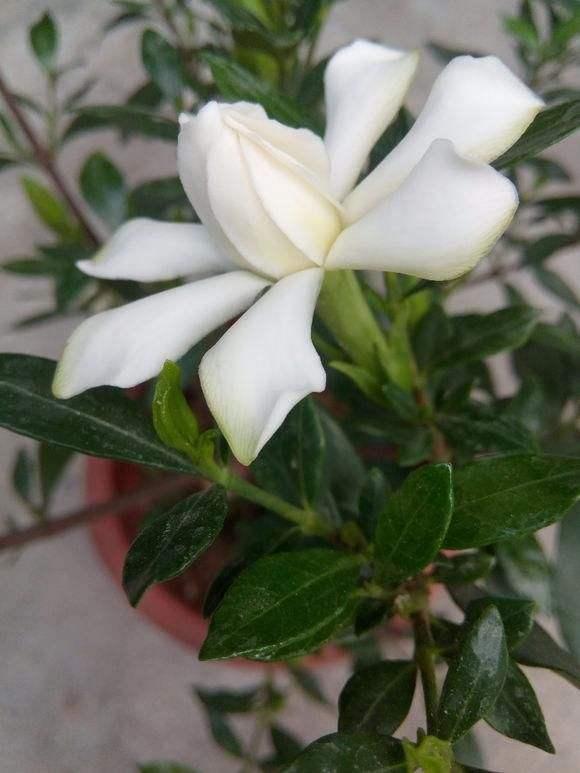 怎样让腊月新买的栀子花开花？教你6招，不掉花苞，不黄叶