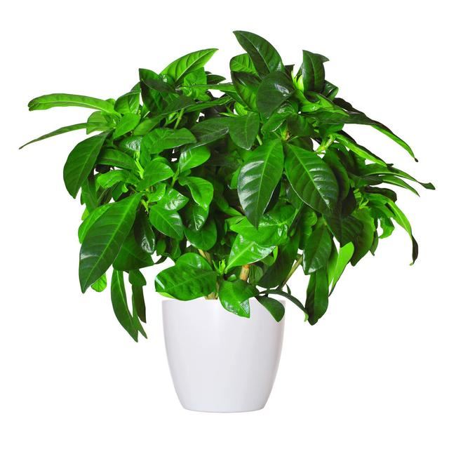 怎样让腊月新买的栀子花开花？教你6招，不掉花苞，不黄叶