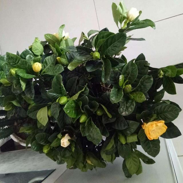 怎样让腊月新买的栀子花开花？教你6招，不掉花苞，不黄叶