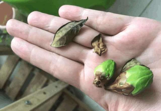 怎样让腊月新买的栀子花开花？教你6招，不掉花苞，不黄叶