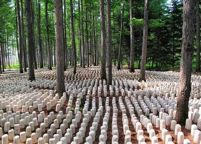 苗木人一定要知道的，林下经济发展模式及其利害