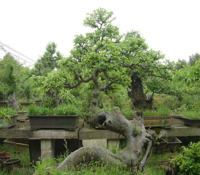 造型苗木或成园林绿化主流？这些苗木造型技术你学会了吗？