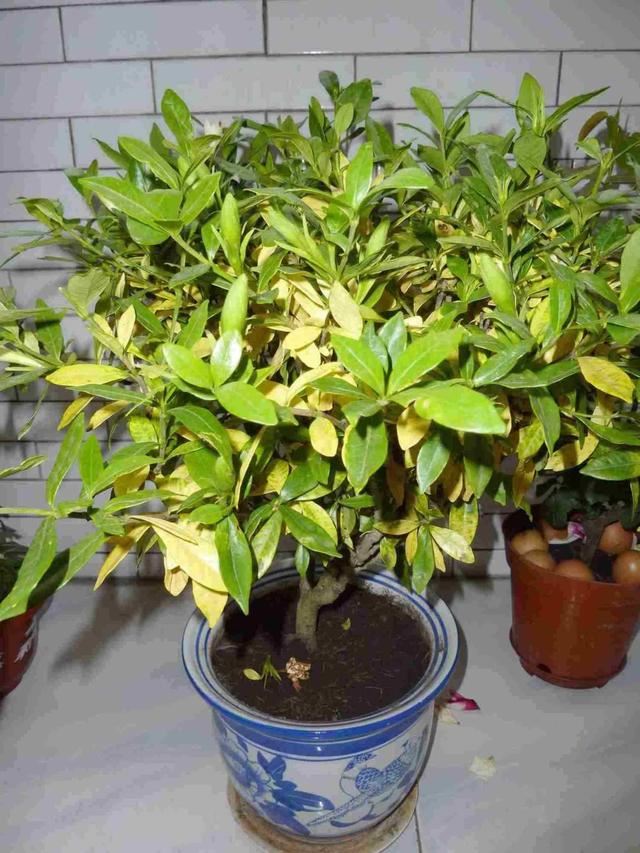怎样让腊月新买的栀子花开花？教你6招，不掉花苞，不黄叶