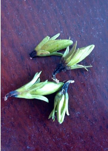 怎样让腊月新买的栀子花开花？教你6招，不掉花苞，不黄叶