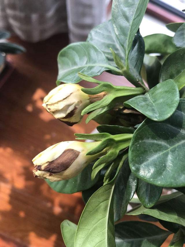 怎样让腊月新买的栀子花开花？教你6招，不掉花苞，不黄叶