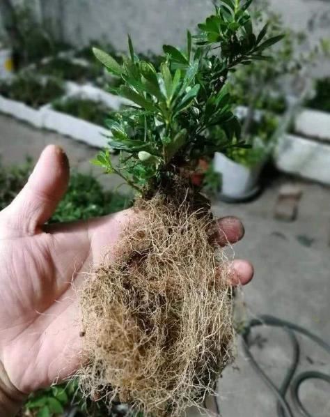 怎样让腊月新买的栀子花开花？教你6招，不掉花苞，不黄叶