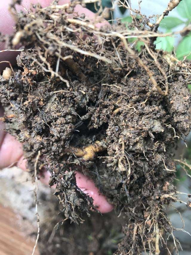 怎样让腊月新买的栀子花开花？教你6招，不掉花苞，不黄叶