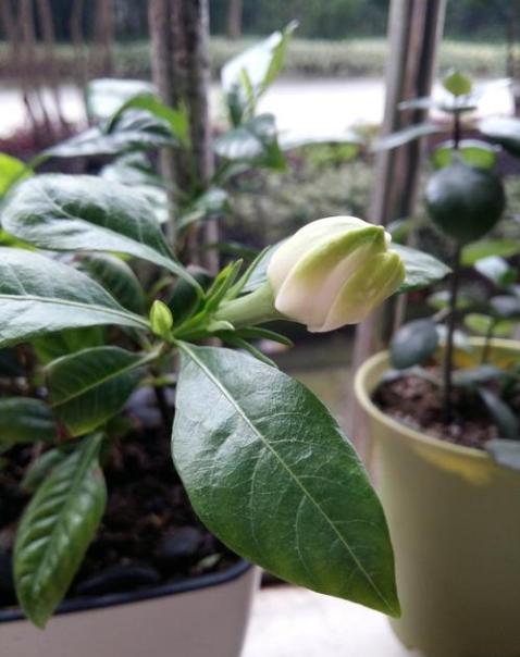 怎样让腊月新买的栀子花开花？教你6招，不掉花苞，不黄叶
