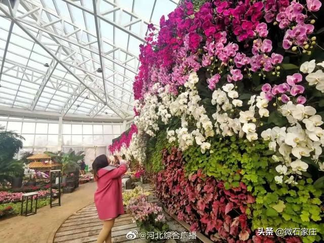 石家庄植物园新春花展除夕正式启幕