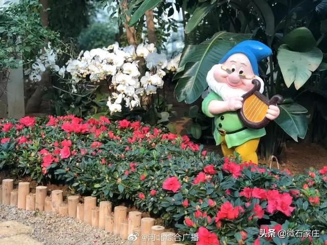石家庄植物园新春花展除夕正式启幕