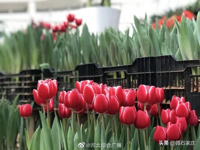石家庄植物园新春花展除夕正式启幕