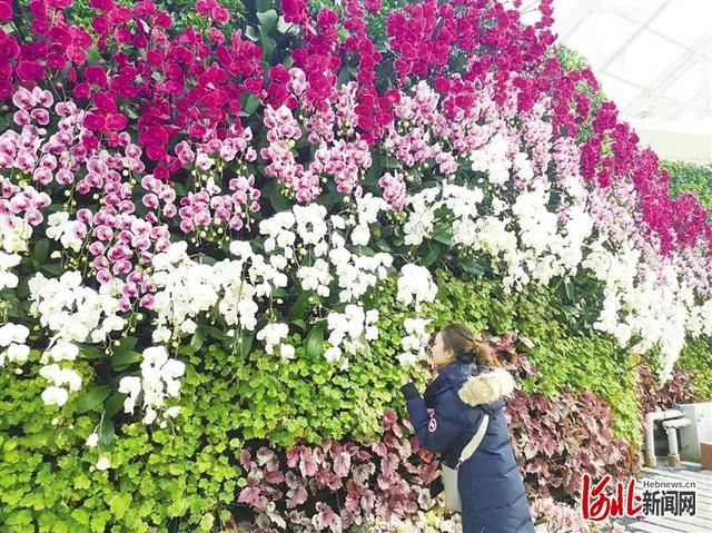 河北石家庄植物园：郁见蝶梦 鼠你好看