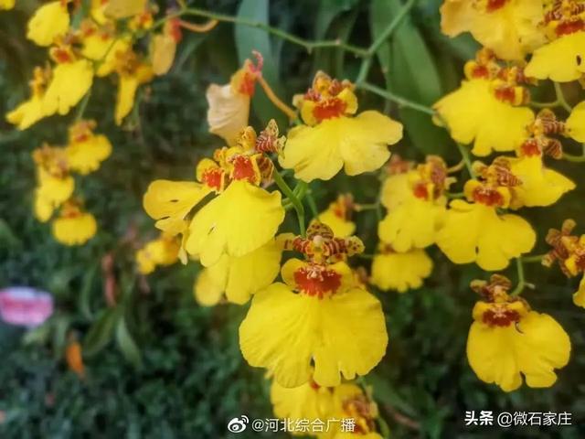 石家庄植物园新春花展除夕正式启幕