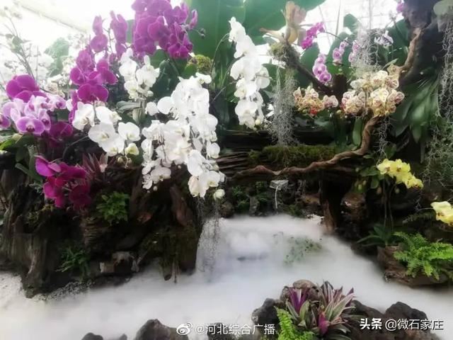 石家庄植物园新春花展除夕正式启幕