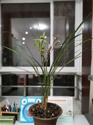 要种好兰花，首先要选好兰苗