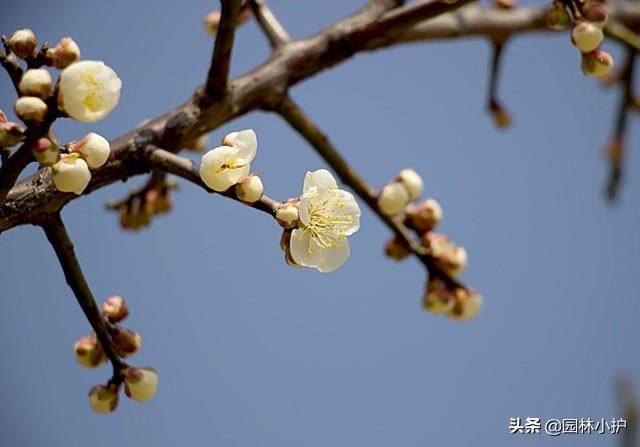 梅花，从唐诗宋词中走来