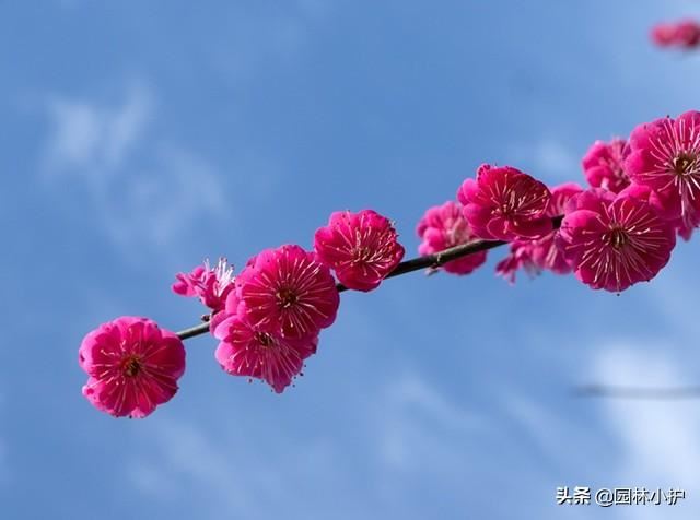 梅花，从唐诗宋词中走来