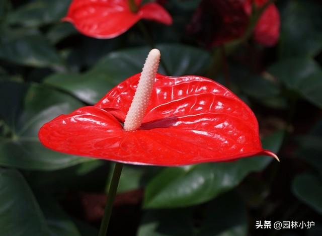 选购年宵花：寓意红红火火的红掌，其实有毒，不宜养在室内