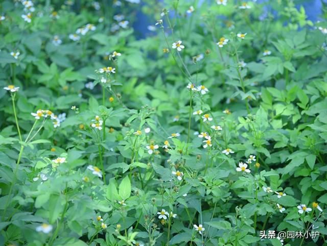 农村招人嫌的鬼针草，原来用途多多