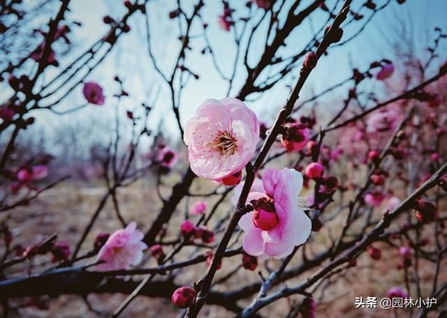 梅花，从唐诗宋词中走来