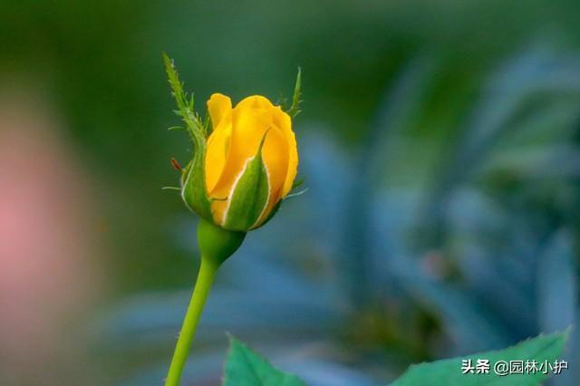 最适合1月份扦插的八种花，一盆变10盆