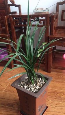 要种好兰花，首先要选好兰苗