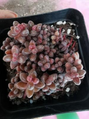 盆栽珊瑚珠繁殖以叶插为主