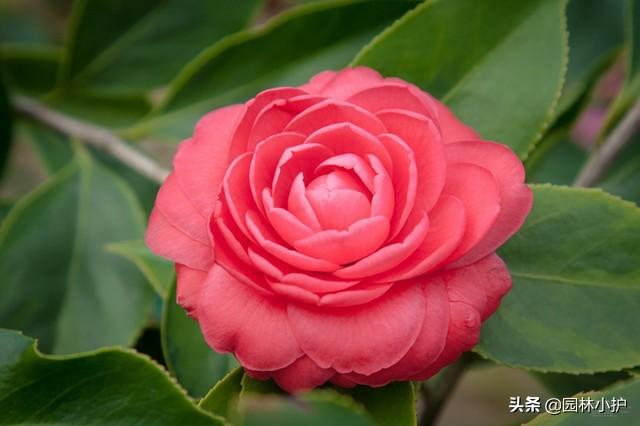 最适合1月份扦插的八种花，一盆变10盆
