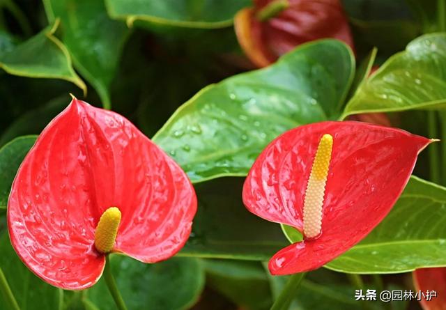 选购年宵花：寓意红红火火的红掌，其实有毒，不宜养在室内