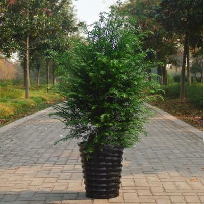 谈植物造景方法与节约型园林绿化