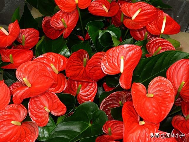 选购年宵花：寓意红红火火的红掌，其实有毒，不宜养在室内