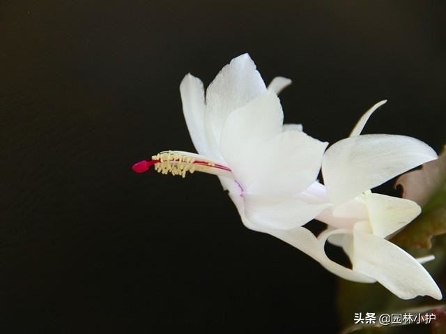 最适合1月份扦插的八种花，一盆变10盆