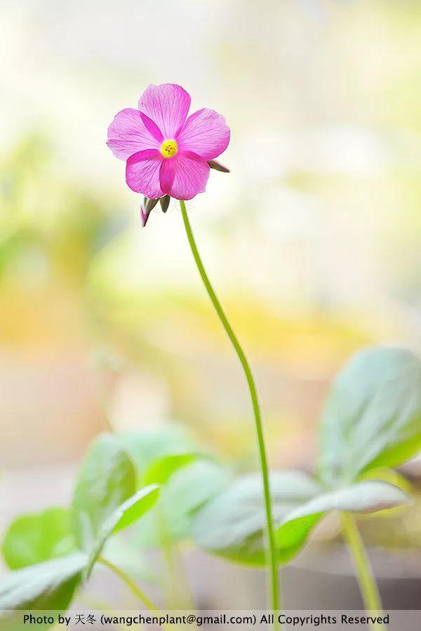 2019年我种过的100种花，美文美图