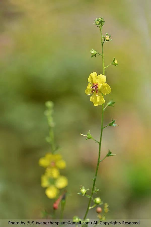 2019年我种过的100种花，美文美图