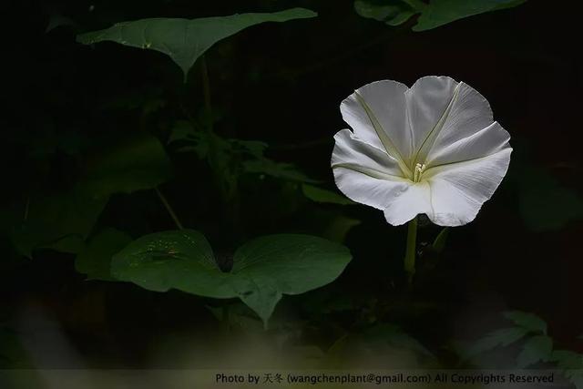 2019年我种过的100种花，美文美图