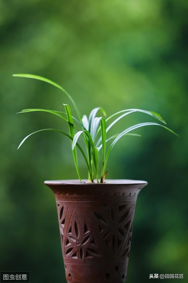 建兰不开花、叶片干枯发黄？学了这些技巧，叶片不枯黄、花香浓郁
