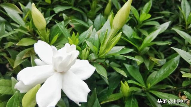 了解栀子花的栽培管理方法，叶片翠绿有质感，花朵肥大、花香浓郁
