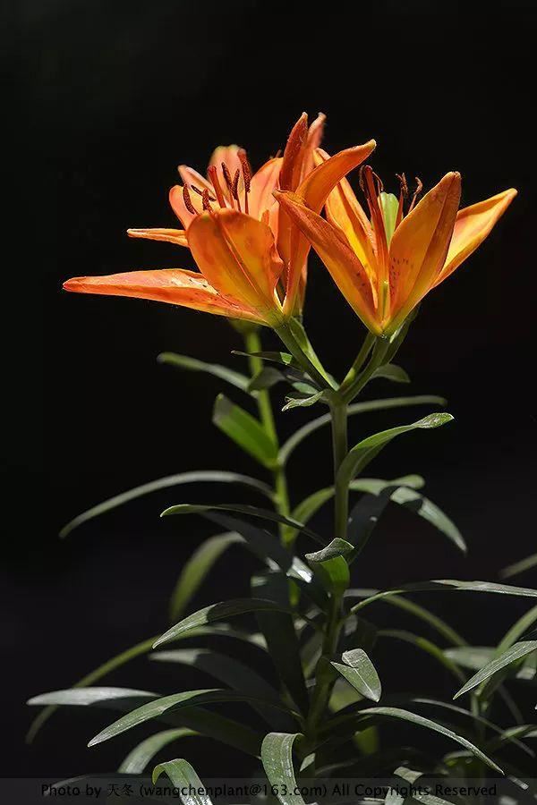 2019年我种过的100种花，美文美图