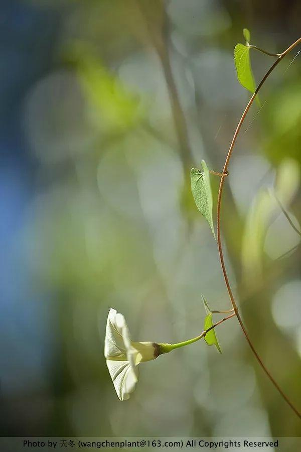 2019年我种过的100种花，美文美图