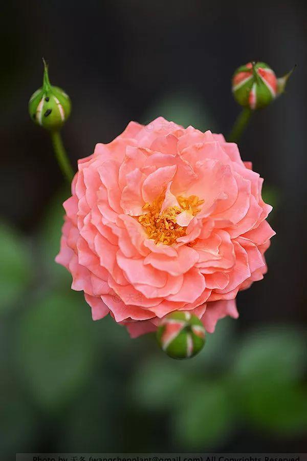 2019年我种过的100种花，美文美图
