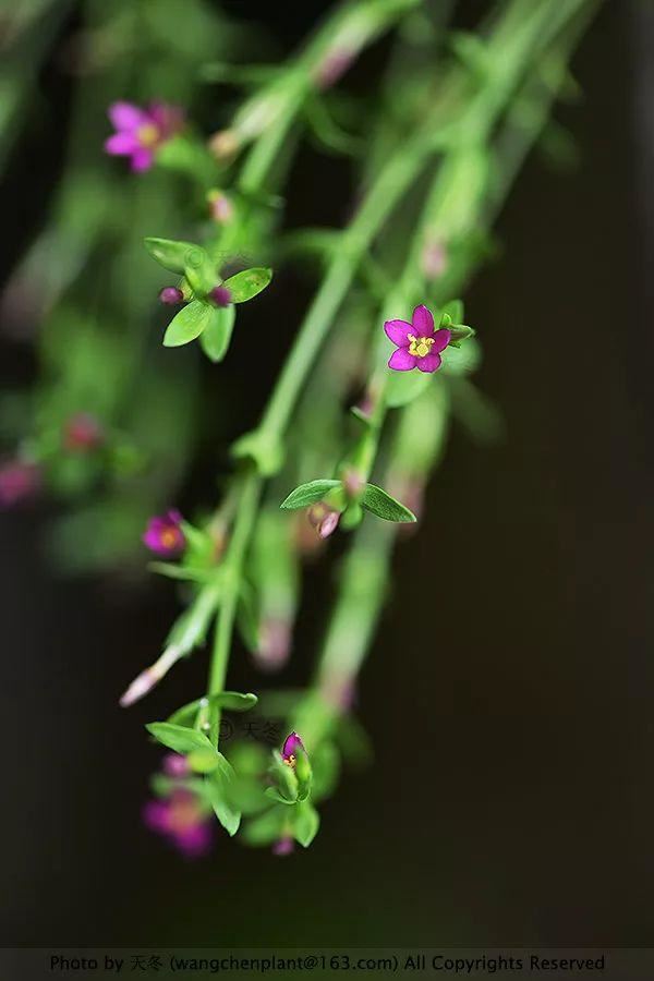 2019年我种过的100种花，美文美图