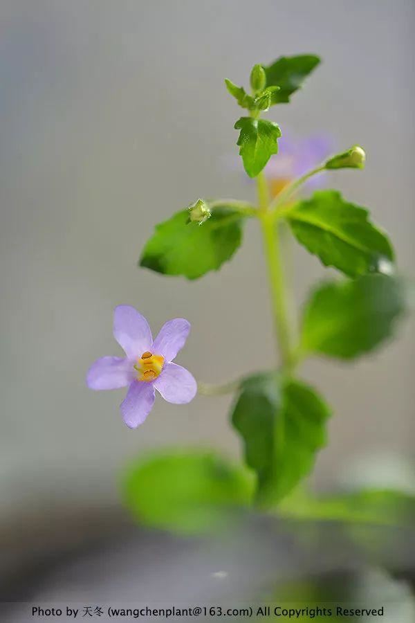 2019年我种过的100种花，美文美图
