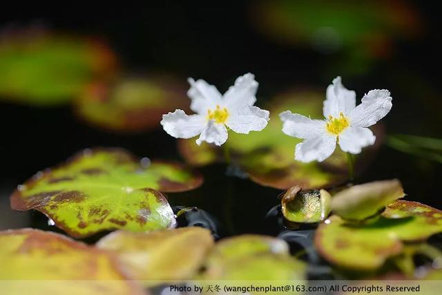 2019年我种过的100种花，美文美图