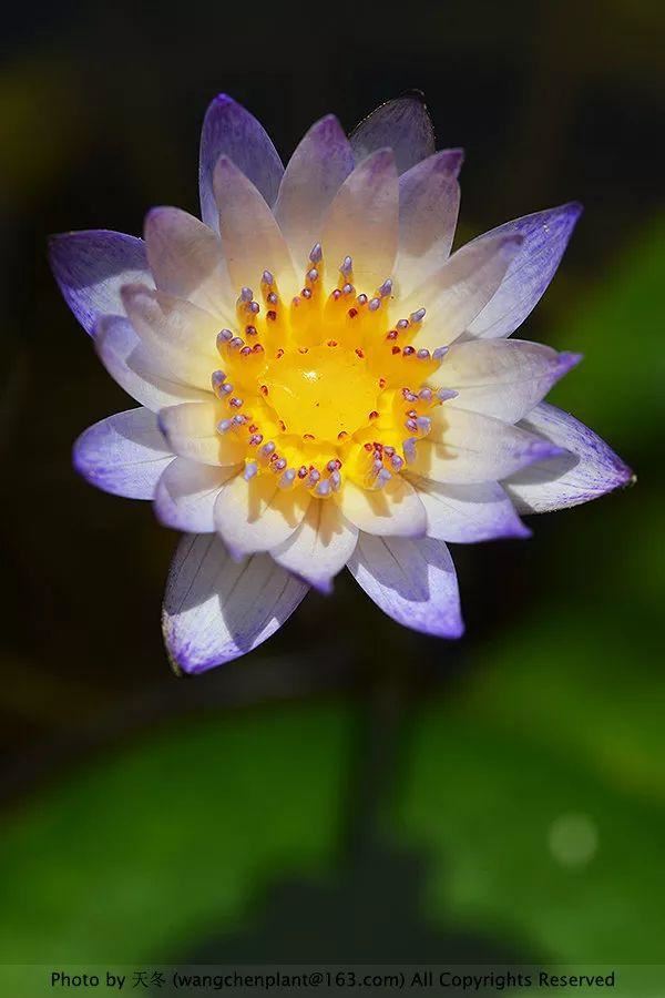 2019年我种过的100种花，美文美图