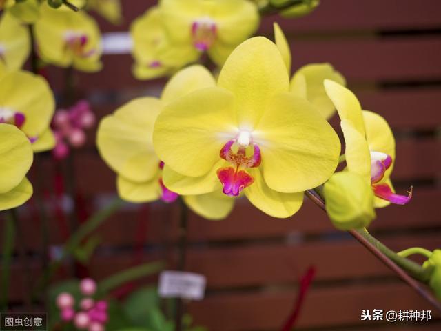 蝴蝶兰感染了“灰霉病”，掌握这些要点，使蝴蝶兰花姿妖艳多彩