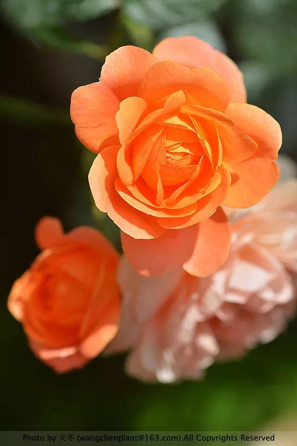 2019年我种过的100种花，美文美图