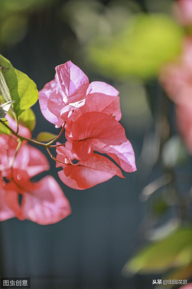 三角梅，落叶落花、易冻伤，这些知识点不可不知，冬季也能开花