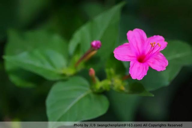 2019年我种过的100种花，美文美图