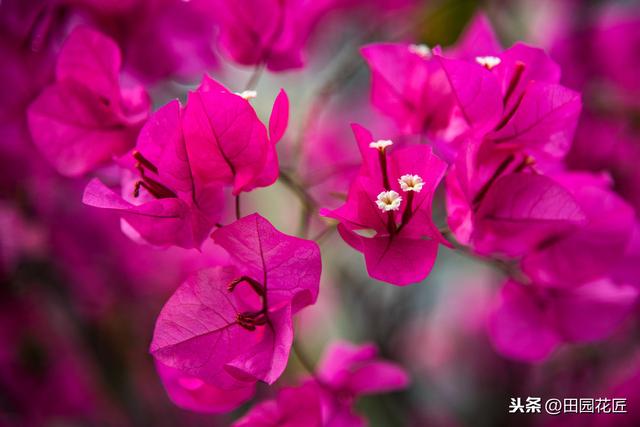 三角梅，落叶落花、易冻伤，这些知识点不可不知，冬季也能开花