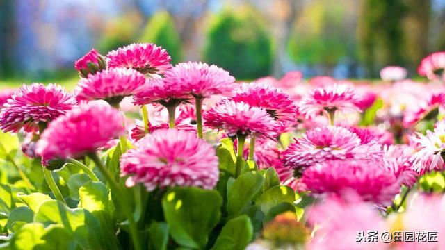 茼蒿菊——简单几步 打造球形花海，花开爆盆、花开不断 满花园